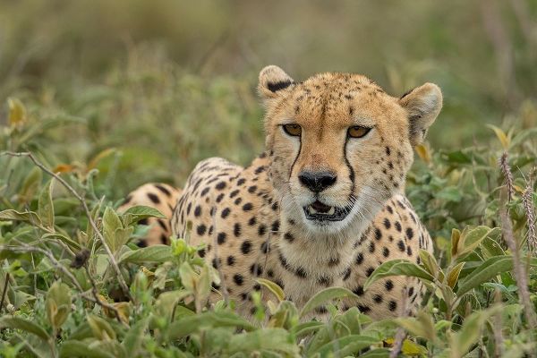 Tanzania-Ngorongoro Conservation Area-Adult Cheetah